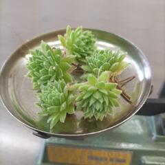 ☆多肉植物　センペルビウム5カット