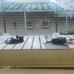 里親募集!!野良猫ちゃん親子を保護しております!!