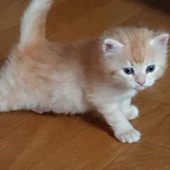 子猫の里親さん募集