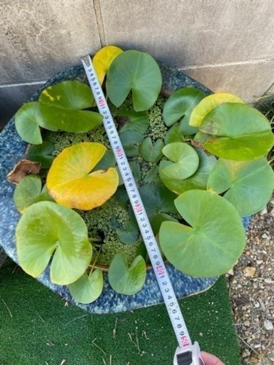 骨董　2個セット　昭和初期　大きい火鉢　水蓮鉢　メダカ　2個