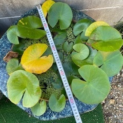 骨董 2個セット 昭和初期 大きい火鉢 水蓮鉢 メダカ 2個