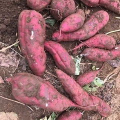 ‼️2022.10/15終了👨🏼‍🌾食事券つかみ付‼️さつまいも...