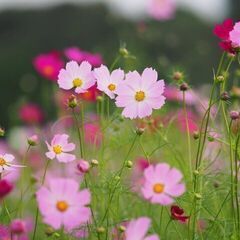 札幌の葬儀を低価格で施行します。