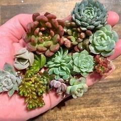 \\モルタル鉢　多肉植物寄せ植えws// 残席わずか！！の画像