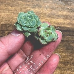 \\モルタル鉢　多肉植物寄せ植えws// 残席わずか！！の画像