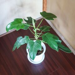 観葉植物　フィロデンドロン　ヤッコカズラ