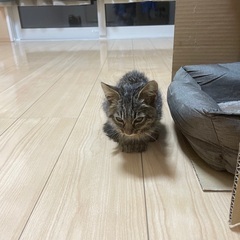 届出済。生後1か月ほどのかわいい子猫です。職場敷地内にて３日おり...