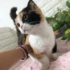 募集停止します。マンチカン　女の子