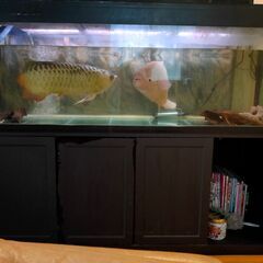 大型水槽セット（ガラス　生体別　引き取り限定）