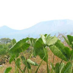 農作業スタッフの画像