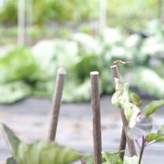 農作業スタッフの画像