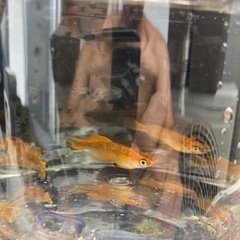 竜章鳳章　メダカの画像