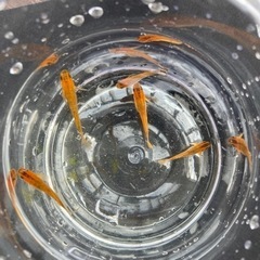 竜章鳳章　メダカの画像