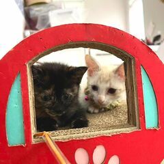 in春日井市～子猫大集合！保護猫の譲渡会2022年10月15日（...