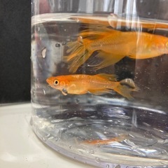 値下げ　メダカ竜章鳳章の画像