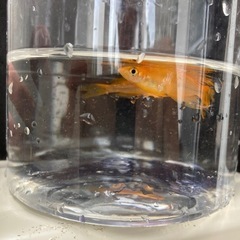 値下げ　メダカ竜章鳳章の画像