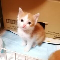 in瀬戸市～子猫大集合！保護猫の譲渡会2022年10月15日（土...