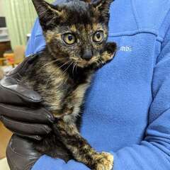 メス２か月半の子猫の里親を募集いたします