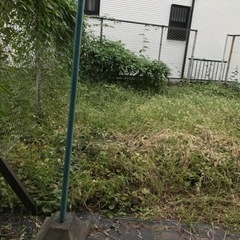 庭がすごいことになっています。