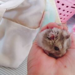 ハムスター(♂)大福くん