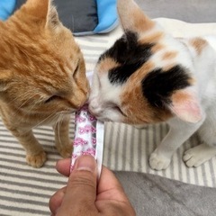 🐱可愛い茶トラくん 三毛猫ちゃん🐱 里親さん募集✨【生後5ヶ月】