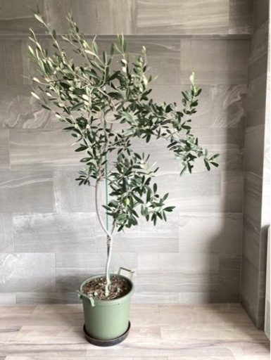 観葉植物 オリーブ（実付き） お譲りします！②