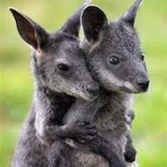 ベネットワラビー　ペアCB　ヤング　（アルビノ可） - 町田市