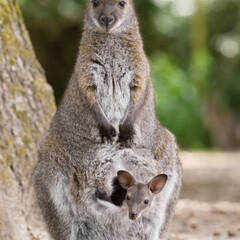 ベネットワラビー　ペアCB　ヤング　（アルビノ可） − 東京都