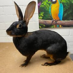 各種ウサギ　ペア　（スタンダードレッキス、フレミッシュ、ハーレクィーン、イングリッシュロップ、ホトほか） - 町田市