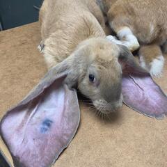 各種ウサギ　ペア　（スタンダードレッキス、フレミッシュ、ハーレクィーン、イングリッシュロップ、ホトほか） - ペット