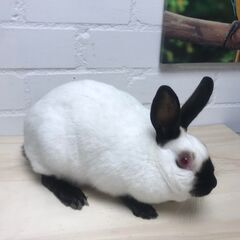 各種ウサギ　ペア　（スタンダードレッキス、フレミッシュ、ハーレクィーン、イングリッシュロップ、ホトほか） − 東京都