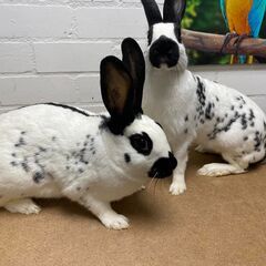 各種ウサギ　ペア　（スタンダードレッキス、フレミッシュ、ハーレクィーン、イングリッシュロップ、ホトほか） - 地元のお店