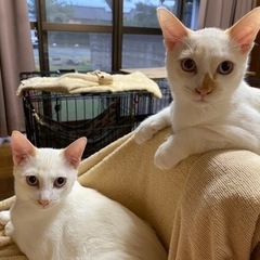 【里親さん決まりました】白猫兄弟5ヶ月男の子