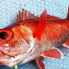 ✨釣り仲間募集です✨