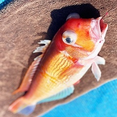 ✨釣り仲間募集です✨ - 長野市