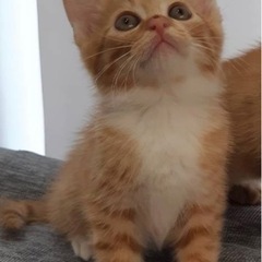生後1か月のチャシロちゃんの里親募集します。
