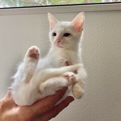 里親さん決まりました。ありがとうございました！