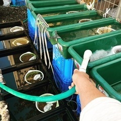 5月3日めだか販売します（お車でのお越しの予約枠は終了です）の画像