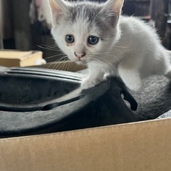 メス１匹、オス２匹