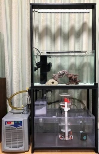 【決まりました】60規格　サンゴ飼育　オーバーフロー水槽　フルセット　海水魚　サンゴ