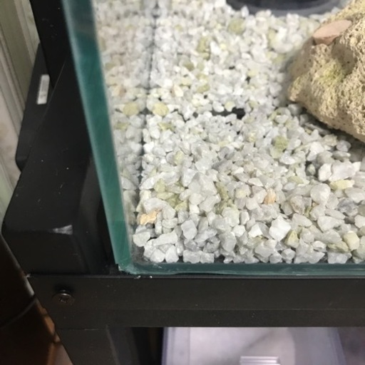 【決まりました】60規格　サンゴ飼育　オーバーフロー水槽　フルセット　海水魚　サンゴ