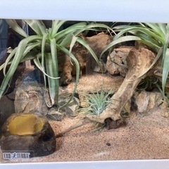 ☆杜のメダカ☆★トカゲ飼育にオススメ！！レプテリア300lowの画像