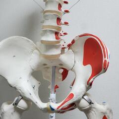 骨格模型(等身大・直立)の画像