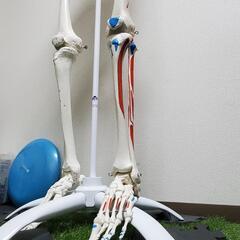 骨格模型(等身大・直立)の画像