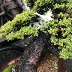 盆栽、赤蝦夷松盆栽、銘木盆栽、大品盆栽、一位盆栽、樹齢500年赤蝦夷