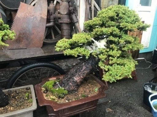 盆栽、赤蝦夷松盆栽、銘木盆栽、大品盆栽、一位盆栽、樹齢500年