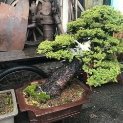 盆栽、赤蝦夷松盆栽、銘木盆栽、大品盆栽、一位盆栽、樹齢500年赤蝦夷松