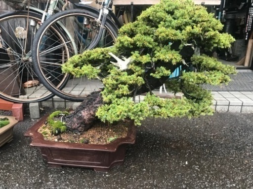 大品蝦夷松盆栽 山木(引き取り限定) 引取限定※ 盆栽 蝦夷松