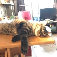 ゴロゴロ、ふわふわ長毛まなちゃん❤️