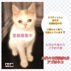 スコティッシュ保護猫　どの子も幸せになれますように子猫　●本文を...